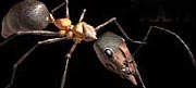 Ant