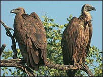 गिद्ध