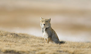 Tibetan Fox © Milo Burcham