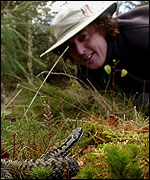 Watching adders. Photo courtesy of Silviu Petrovan