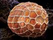  Foto: ©Martin Oeggerli/National Geographic