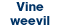 Vine weevil