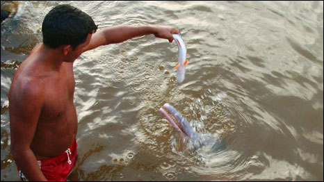 Dolphin at Igapo Acu
