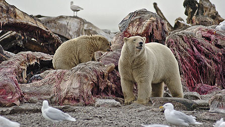 Polar bears scavenge on bowhead whale carcass, Alaska, USA (copyright: Ted Oakes)