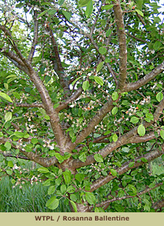 Crab Apple tree