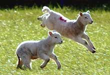 lambs