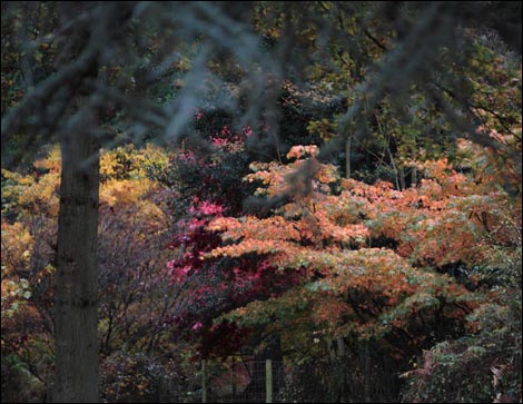 Autumn at Queenswood Country Park - picture by Alec Beattie