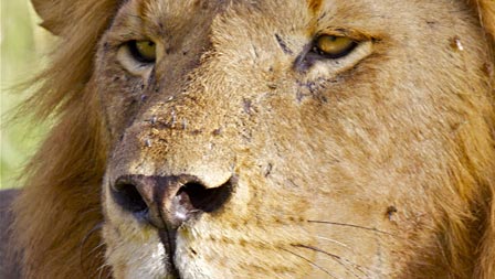 Lions – The Truth