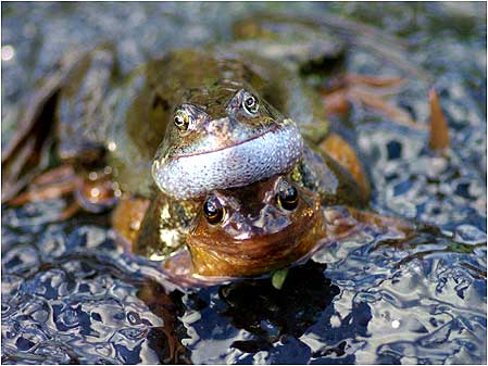 Frogs