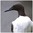 Rocky coast (Image: Guillemot)