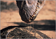 Allosaurus and nest