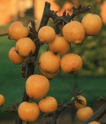 Malus 'Golden Hornet'