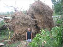 Tree blown down by cyclone in Burma