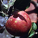 Malus sylvestris var. domestica ‘Kidd’s Orange Red’, Apple