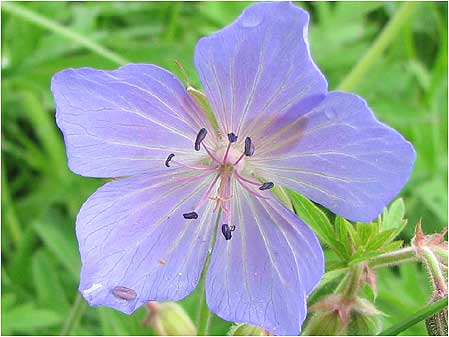 Meadow Cranesbill