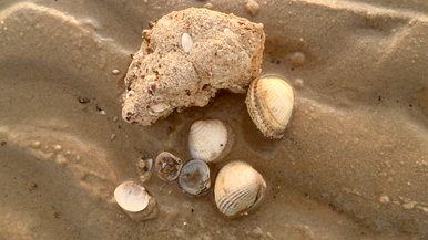 shells.