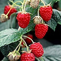 Rubus idaeus, Raspberry
