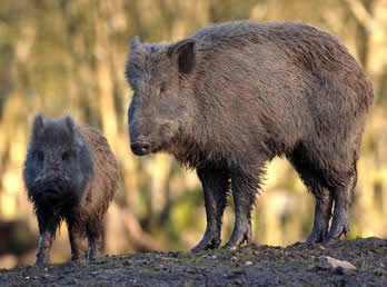 A boar