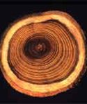 Image of tree rings