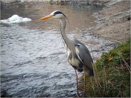Heron