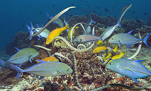 Bluefin Trevallies and Chinese sea snakes-sea Kraits © Peter Scoones