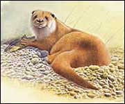 Male otter
