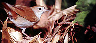 Nightingale, copyright Derek Belsey/BTO.