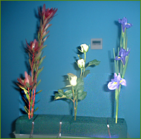 Container with flowers
