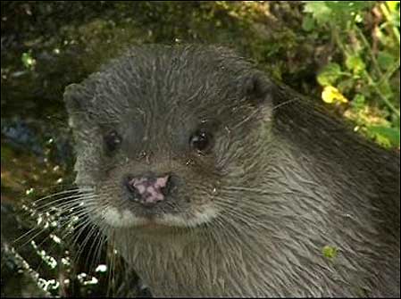 Otter