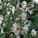 Lavatera ‘Barnsley’, Tree mallow