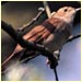 a nightingale.