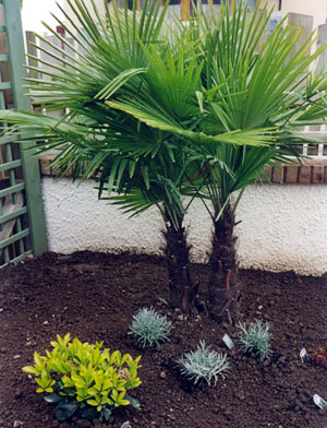 transformed garden