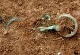 Image of horse bits