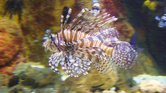 Tropical fish...