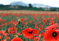 poppies