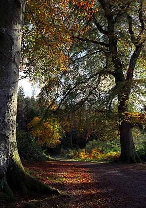 Autumn scene in Castlewellan Forest