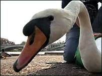 Swan in Caversham