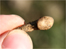An ancient tooth - Pic: Johnny Dufort, National Trust