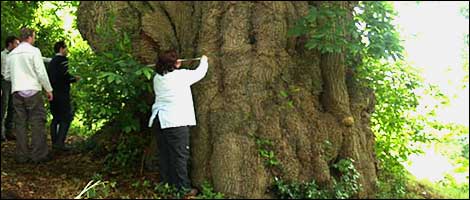 Wiltshire's Ancient Trees