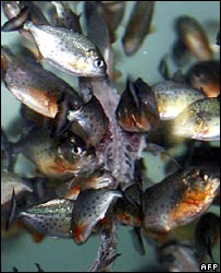Piranha