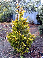 Thuja Plicata 'Stoneham Gold'
