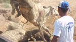 The cattle are unloaded from a truck