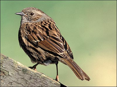 Dunnock