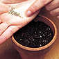 seeds