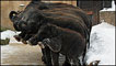 Elefantas fazem ginástica (Foto: Divulgação/Zoológico de Hannover)