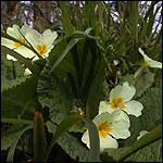 Primroses