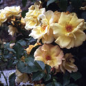 Rosa ‘Maigold’, Rose