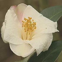 C. ‘Cornish Snow’