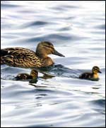 Ducks on Shustoke Reservoir