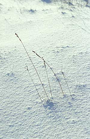 Blades of grass in the snow